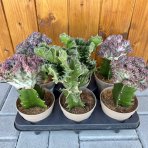 Mliečnik hrebeňovitý (Euphorbia lactea) ‘CRISTATA’ - výška 15-25 cm, kont. C1L